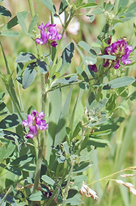 Alfalfa