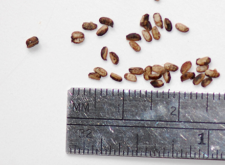 Seeds
