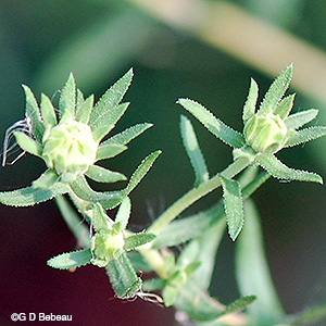 aromatic aster bracts