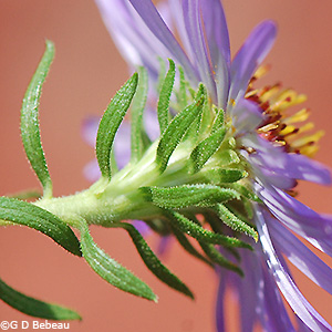 calyx
