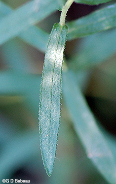 Aromatic Aster leaf