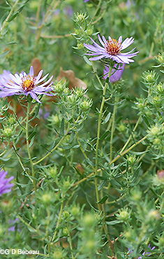 Aromatic Aster
