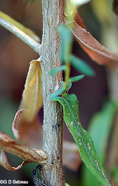 Aromatic aster stem