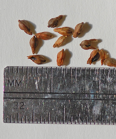 Seeds
