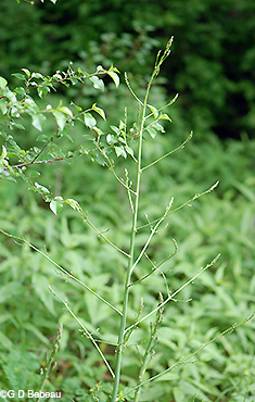 Asparagus stem