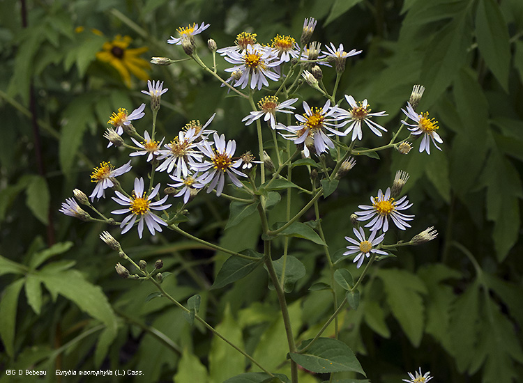 plant inflorescence