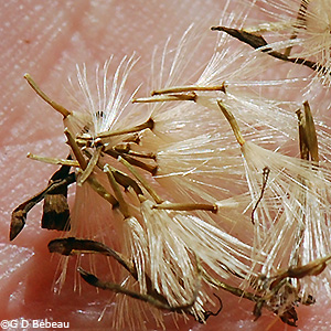 seeds