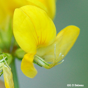 stamens