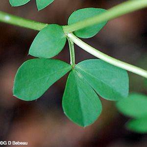 New Leaf