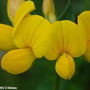 Flower detail