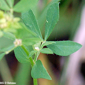 Leaf