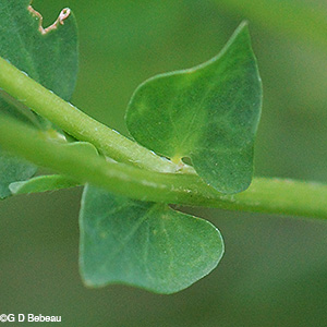 leaf base