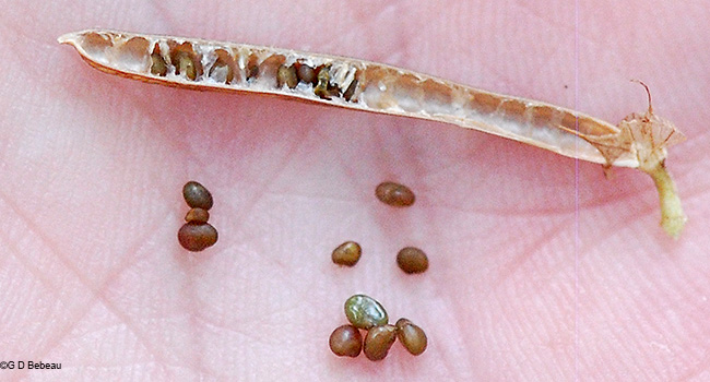 seeds