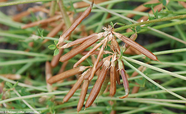 Seeds