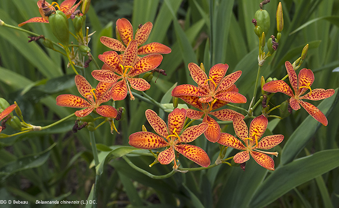 Blackberry Lily