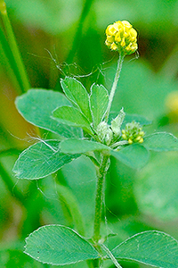 Black medick