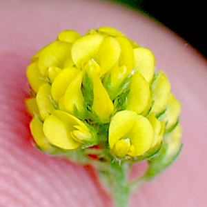 Black medick flower head