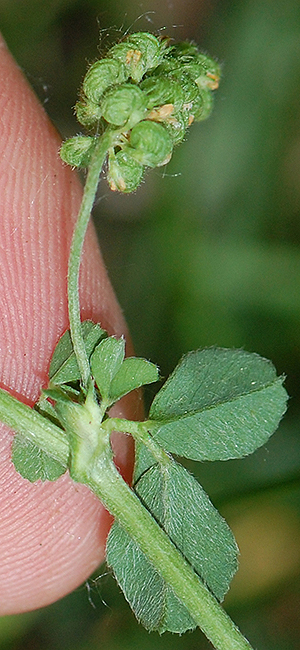 Black Medick stem