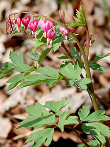 Bleeding Heart