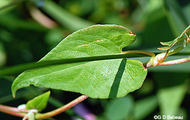 leaf