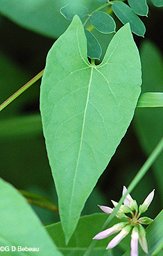leaf