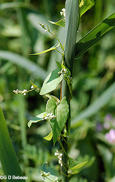 Black Bindweed plant