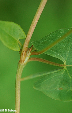 node joint