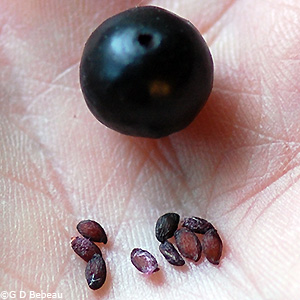 seeds