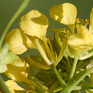 calyx