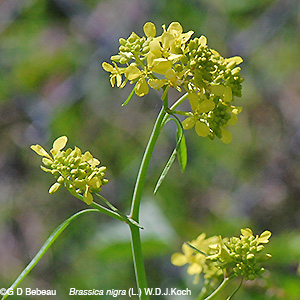 Inflorescence
