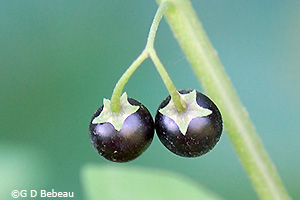 Black fruit