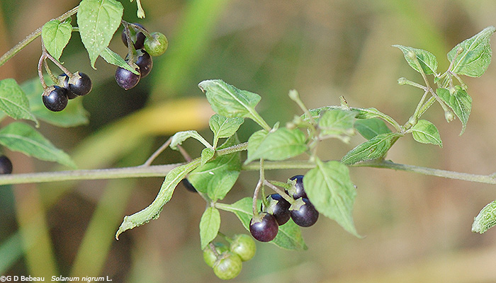 Black fruit
