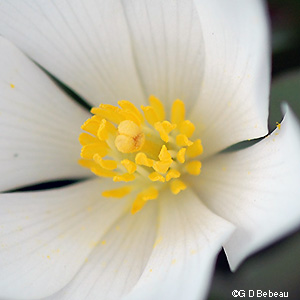 pistil and stamens