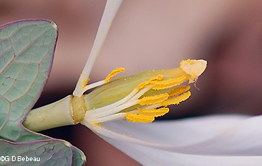 Pistil and stamens