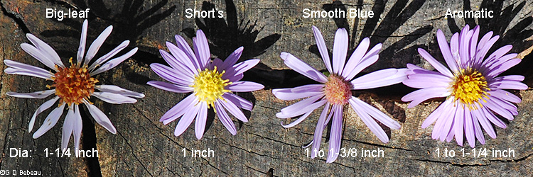 blue aster flower comparison