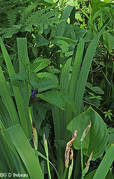 leaf