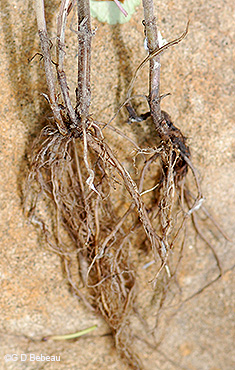 root system