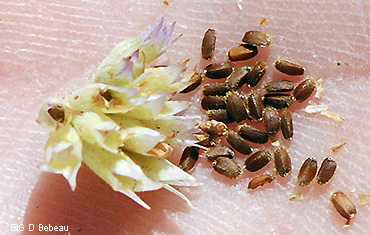 seeds