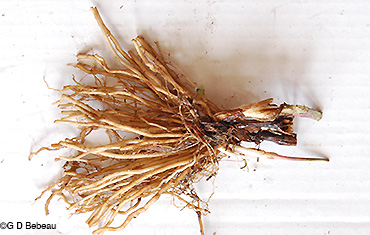 Root
