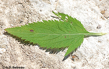 leaf