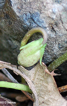 cleistogamous flower