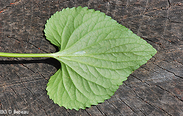 leaf underside