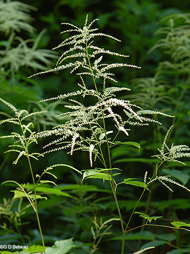 inflorescence