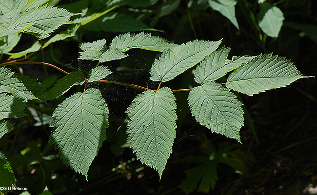 leaf
