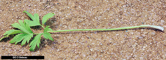 Basal Leaf