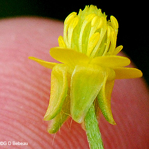 flower detail