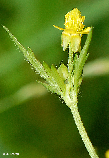inflorescence