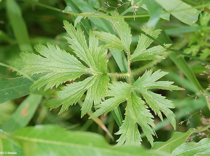 leaflets