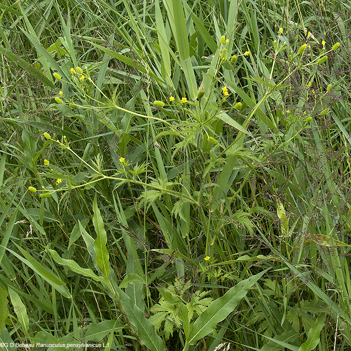plant