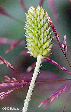 seed head